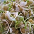 Fresh bean sprouts