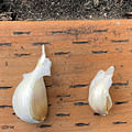 Garlic cloves